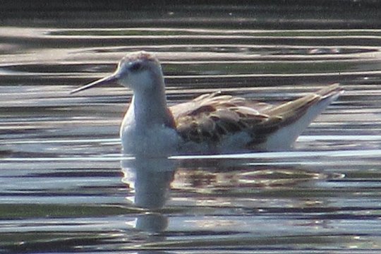 Wilson's Phalarope at the Middleton Sewage Lagoons, NS on Aug. 22, 2021 - Larry Neily